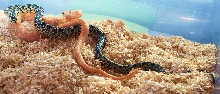 an albino texaduran & a yellow brook kingrat