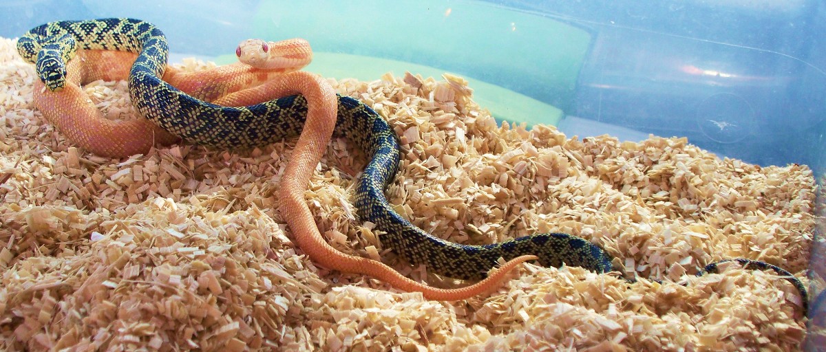 an albino texaduran & a yellow brook kingrat
