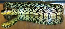 yellow rat X florida king