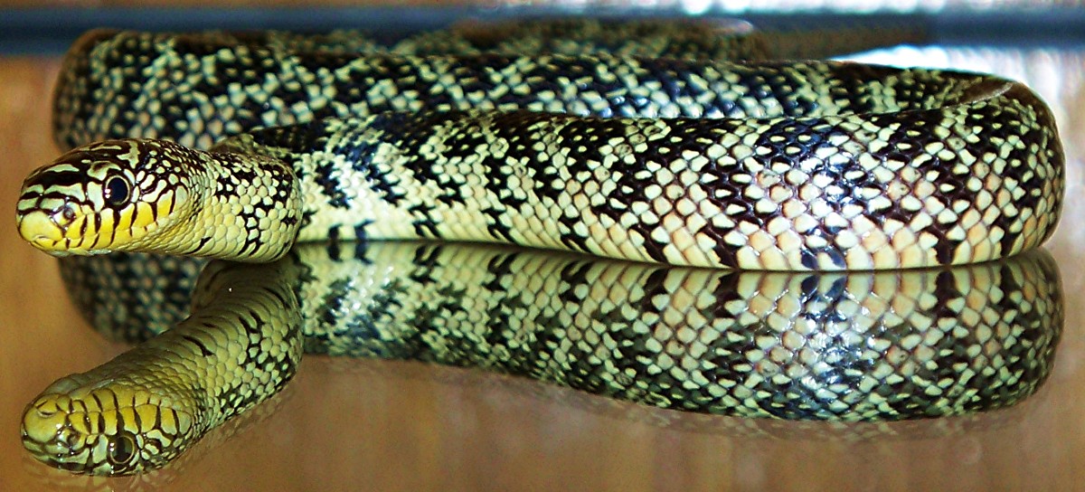 yellow rat X florida king