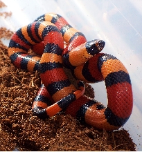 orange pueblan