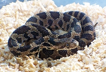 08' male eastern fox snake