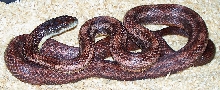 rusty black ratsnake