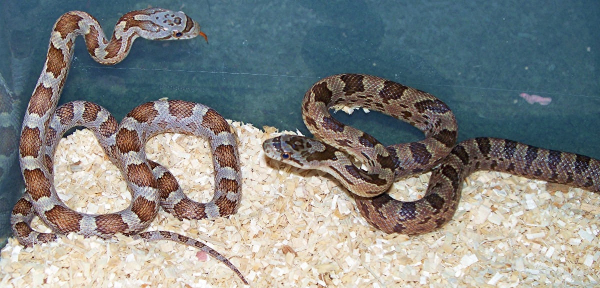 het alb hybrid rats