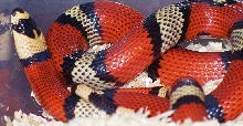 fem. Tri-Color hondo