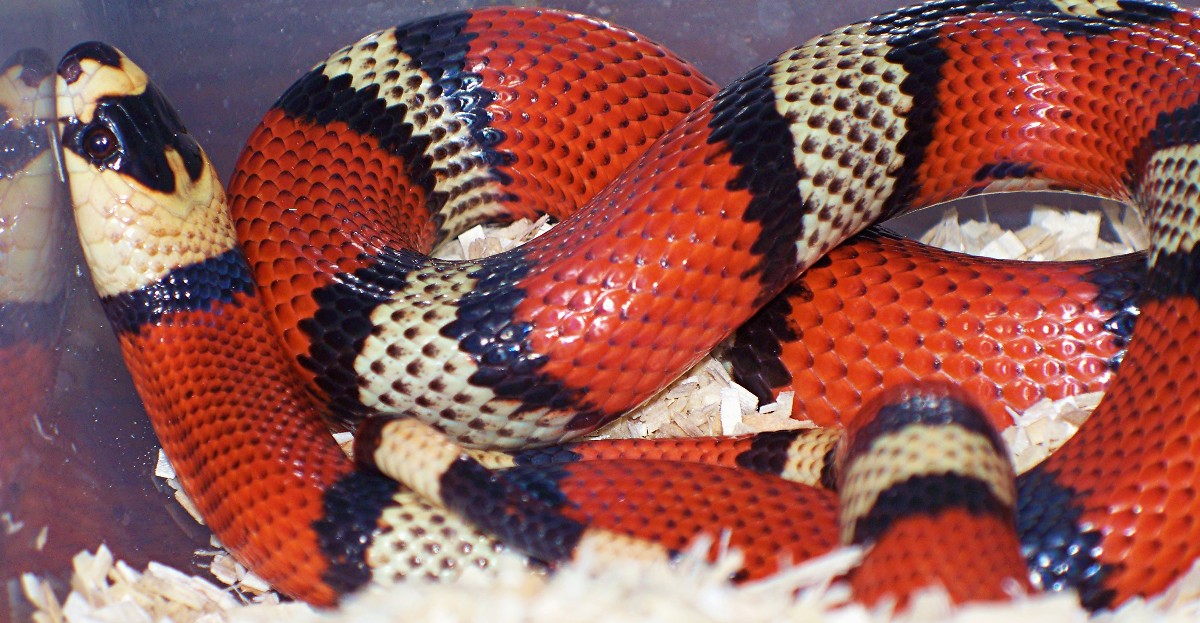 fem. Tri-Color hondo