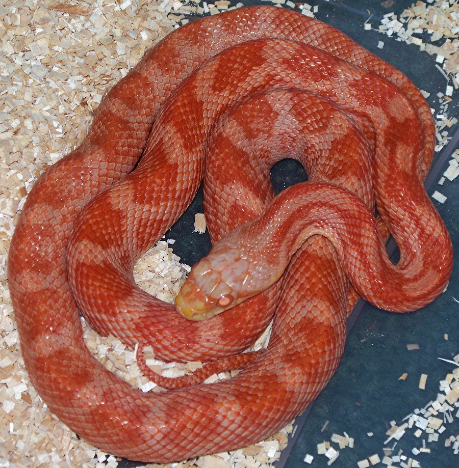 red eyed T=positive albino(hypo) rusty black ratsnake