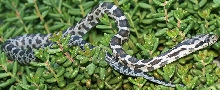 fox snake hybrid