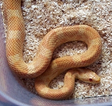 albino black rat