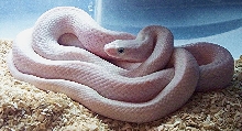Leucistic Black Rat