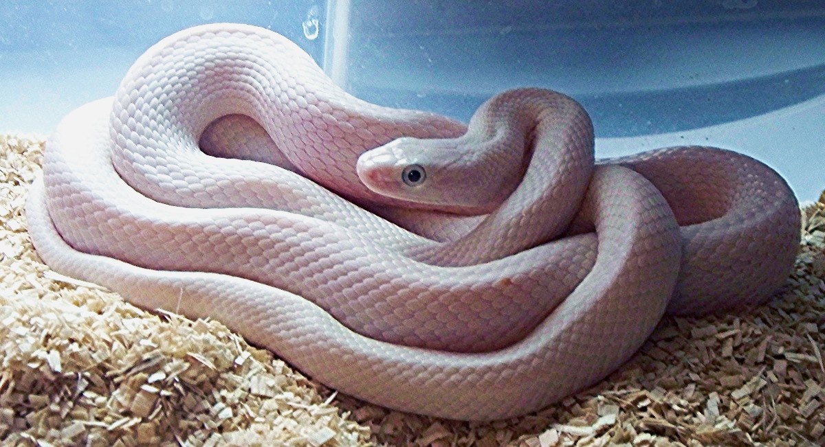 Leucistic Black Rat