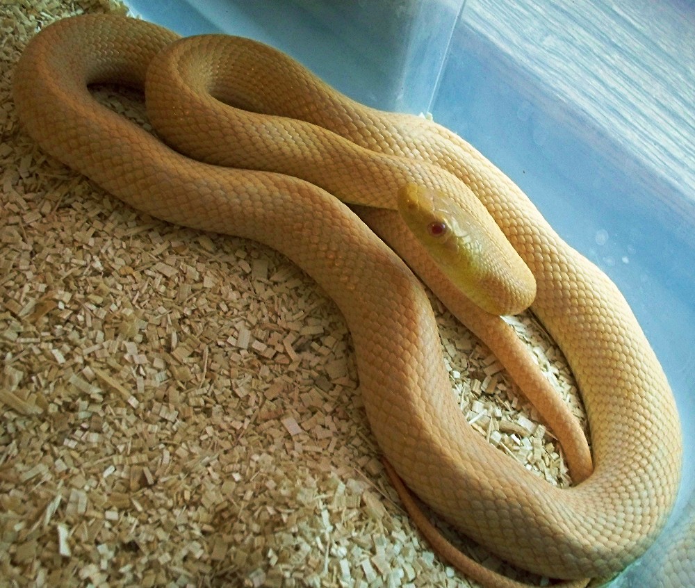 Patternless Albino bubblegum Rat