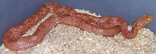 T=positive Albino Rusty Black Rat