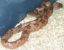 Brindle Black Rat