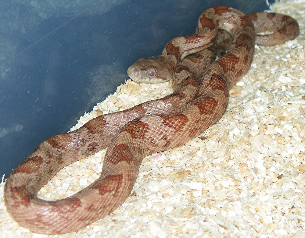 Brindle Black Rat