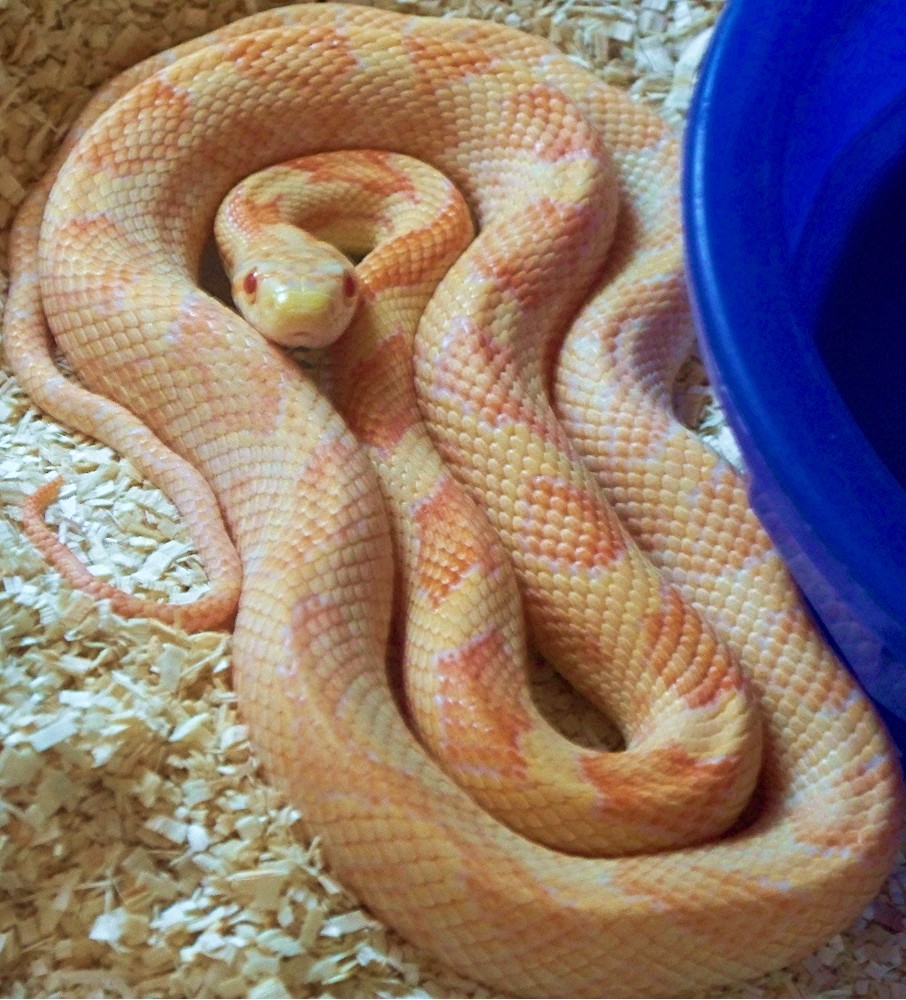 T=negative Albino Rusty Black Ratsnake