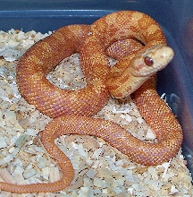 albino tex-duran