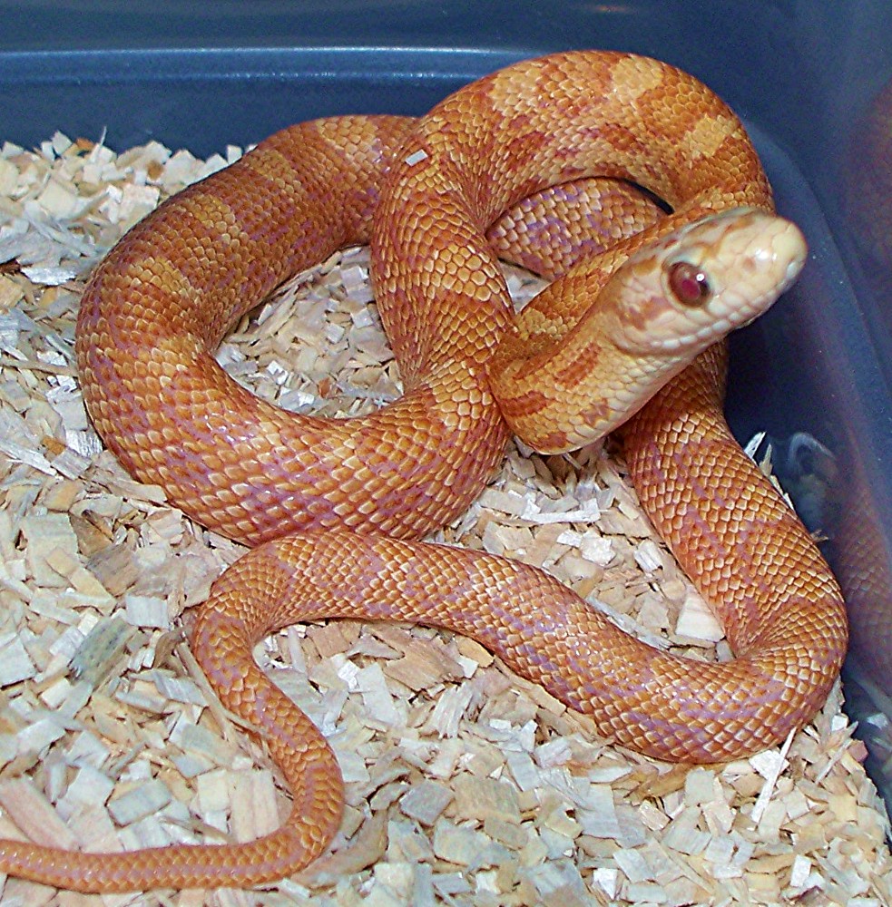 albino tex-duran