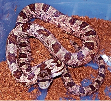 male hybrid ratsnake