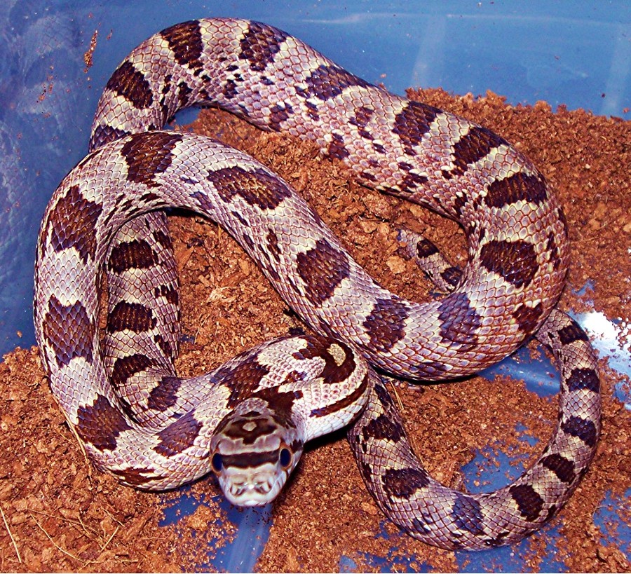 male hybrid ratsnake
