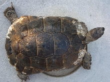 tort