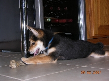 Cobe 3 months