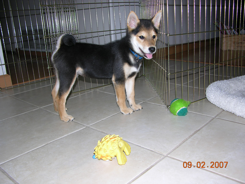 Cobe 3 months