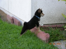 Cobe - Inspecting the back yard