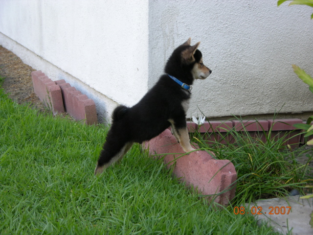 Cobe - Inspecting the back yard
