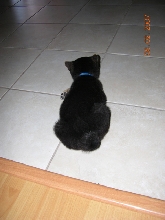 Cobe imitating a cat
