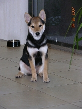 Cobe 4 months