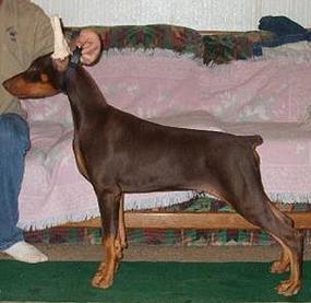 Hawk at 16 wks