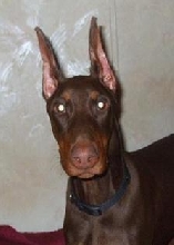 My red bunny