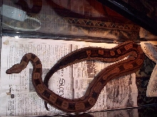 Adult Male Motley Boa