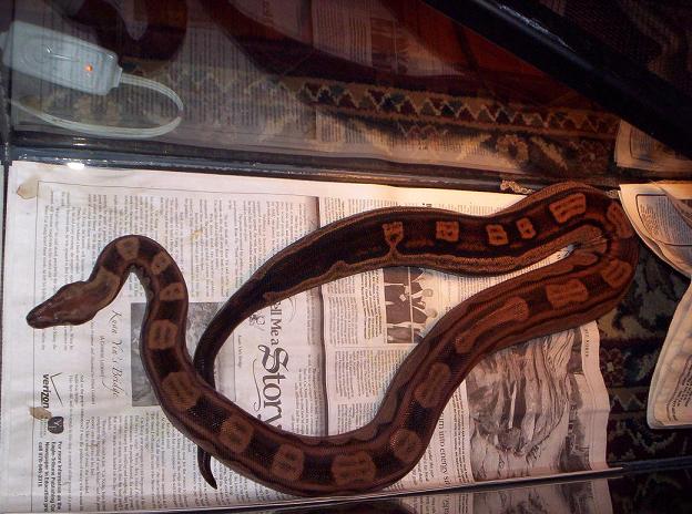 Adult Male Motley Boa