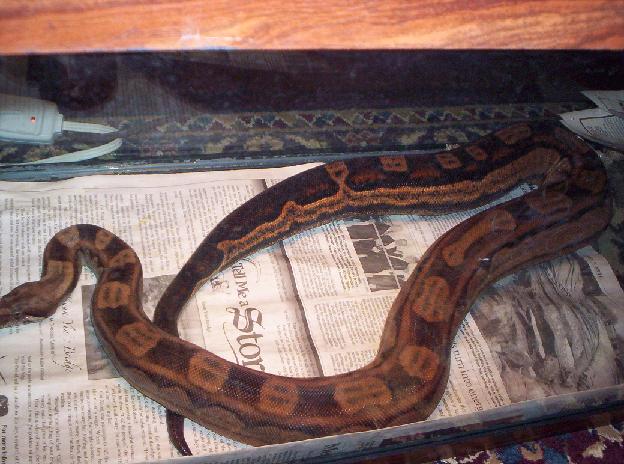 Adult Male Motley Boa