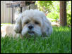 Tiki, the Lhasa Apso