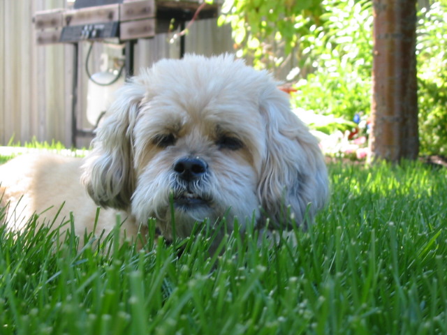Tiki, the Lhasa Apso