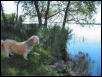 Tiki at the Lake