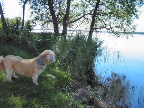 Tiki at the Lake
