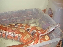 Blood python