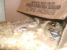 red-tail boa