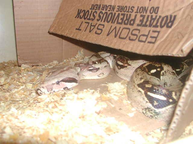red-tail boa