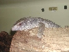 Sav. Monitor