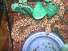 western hognose female