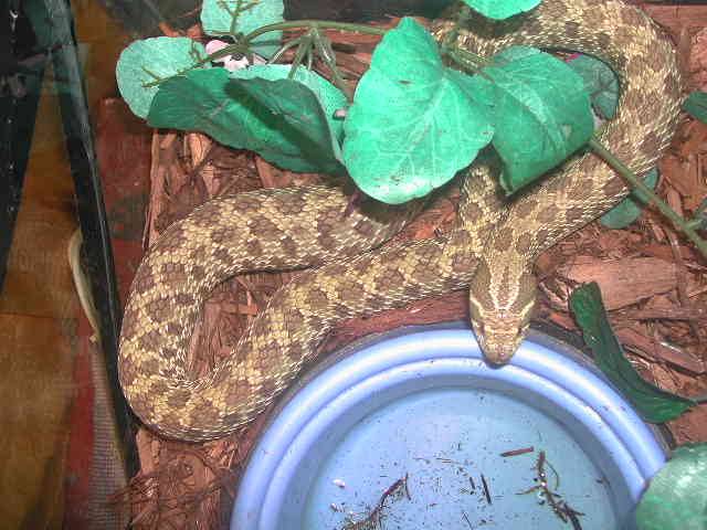 western hognose female