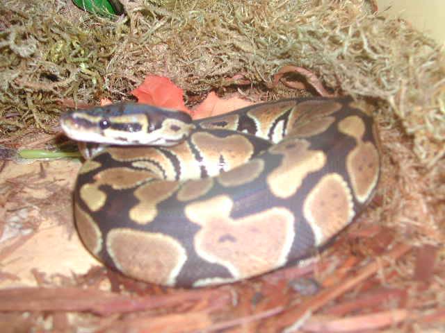 ball python