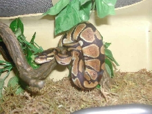 ball python