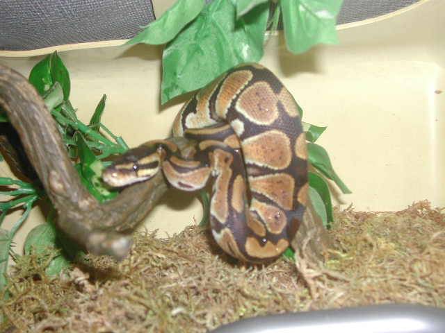 ball python