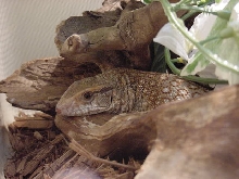 sav monitor